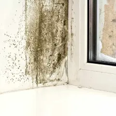 Pleśń na białej ścianie przy oknie, z widocznym śniegiem na parapecie.