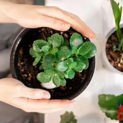 Dłonie trzymają doniczkę z młodym kalanchoe, gotowym do przycinania.
