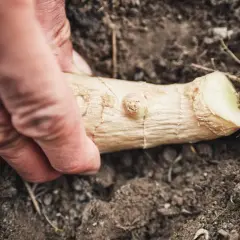 Dłoń układa kawałek korzenia imbiru w ziemi. To początek, jak sadzić chrzan, by cieszyć się jego smakiem.