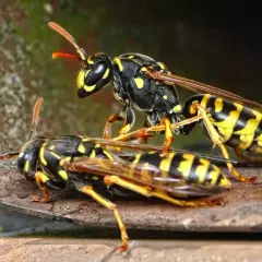 Osy na metalowej powierzchni. Zbliżenie na owady, które mogą być niebezpieczne, gdy chcesz wiedzieć, jak usunąć gniazdo os.