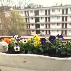 Kolorowe bratki na balkonie, w białej skrzynce, obok ceramicznego ptaszka. W tle widać blok mieszkalny.