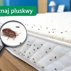 Powiększenie ukazuje pluskwę na materacu, gdzie widać liczne odchody pluskiew, tworzące swoiste gniazdo.