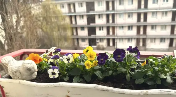 Kolorowe bratki na balkonie, w białej skrzynce, obok ceramicznego ptaszka. W tle widać blok mieszkalny.