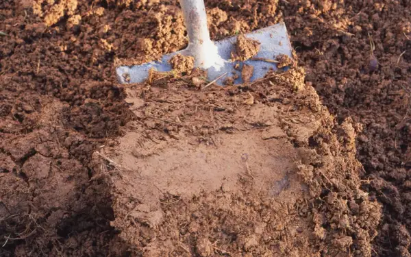 Łopata wbita w wilgotną, gliniastą ziemię, pokazująca warstwy gleby.